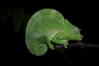 Usambara three-horned chameleon (Trioceros deremensis), chameleon on a branch at night, Amani