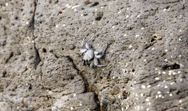 Red rock crab (Grapsus adscensionis), black young on a volcanic rock, coast, La Santa, Lanzarote,