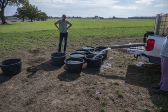 Shepherd and his daughter fill water tubs from a pickup truck for sheep in the pasture,