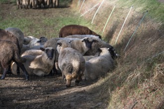 Black-headed sheep (Ovis gmelini aries) graze close to a pasture fence, Mecklenburg-Western
