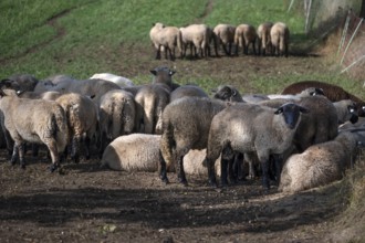 Black-headed sheep (Ovis gmelini aries) graze close to a road separated by a pasture fence,