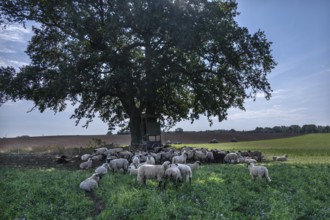 Sheep (Ovis aries) graze under a large oak tree (Quercus), Mecklenburg-Western Pomerania, Germany