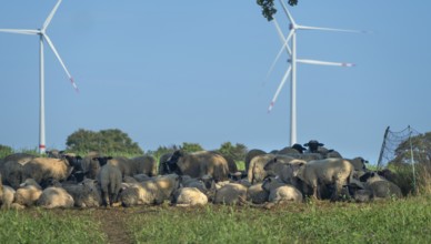 Blackhead sheep resting on pasture with wind turbines in the back, Mecklenburg-Western Pomerania,