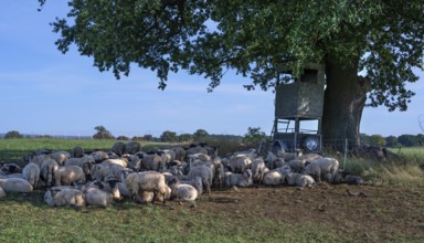 Blackhead sheep resting on pasture under an oak tree (Quercus), Mecklenburg-Western Pomerania,