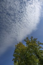 Cloudy sky with an autumnal oak tree (Quercus), Mecklenburg-Western Pomerania, Germany