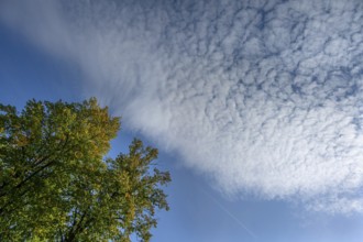 Cloudy sky with an autumnal oak tree (Quercus), Mecklenburg-Western Pomerania, Germany