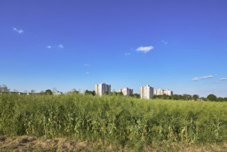 Rapeseed (Brassica napus), olive fruit, field, skyscrapers, residential buildings, view of