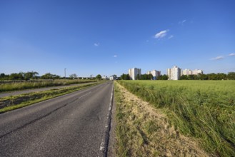 Cultural landscape, fields, oilseed rape (Brassica napus), view of high-rise buildings on