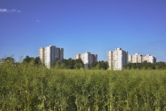 Rapeseed (Brassica napus), olive fruit, field, skyscrapers, residential buildings, view of