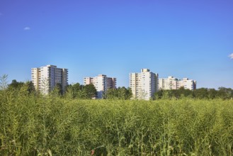 Rapeseed (Brassica napus), olive fruit, field, skyscrapers, residential buildings, view of