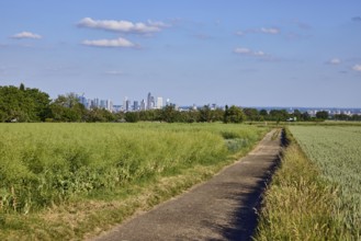 Fields, olive fruit, agricultural trail, rapeseed (Brassica napus), trees, skyline, haze, view of