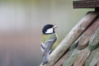 Great tit (Parus major), close-up, beak opened, The great tit sits on a birdhouse. The tongue is
