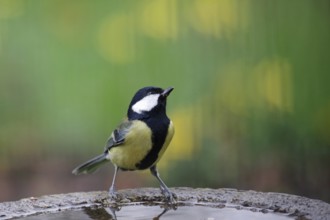 Great tit (Parus major), male, colorful, Germany, The great tit sits on a bird bath and looks up.