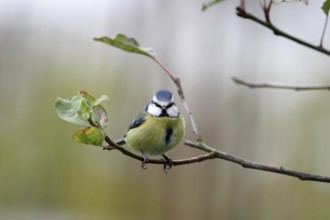 Blue tit (Cyanistes caeruleus), tree, autumn, cute, The blue tit sits on a branch with only