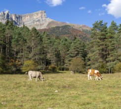 Cattle grazing in high mountain pasture, Selva de Oza, Valle de Hecho, Pyrenees Mountains, Huesca
