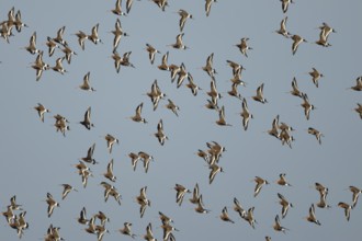 Black tailed godwit (Limosa limosa) adult wading birds in flight in a flock, England, United