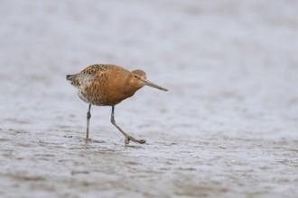 Black tailed godwit (Limosa limosa) adult male wader bird in summer plumage on a mudflat, England,