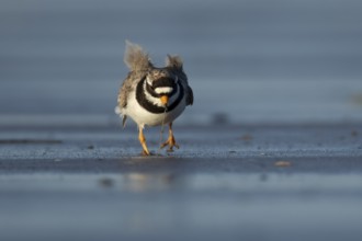 Ringed plover (Charadrius hiaticula) adult wader bird feeding on a worm on a beach, England, United