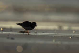 Ringed plover (Charadrius hiaticula) silhouette of an adult wader bird feeding on a worm on a beach