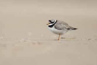 Ringed plover (Charadrius hiaticula) adult wader bird on a beach, England, United Kingdom