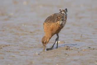 Black tailed godwit (Limosa limosa) adult male wader bird in summer plumage feeding on a mudflat,
