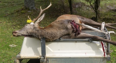 Trailer with dead stag deer killed in a hunt, Selva de Oza, Valle de Hecho, Pyrenees Mountains,