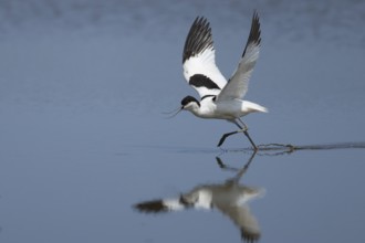 Pied avocet (Recurvirostra avosetta) adult wader bird taking off in flight over water of a lagoon