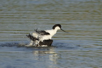 Pied avocet (Recurvirostra avosetta) adult wader bird bathing in water of a shallow lagoon in