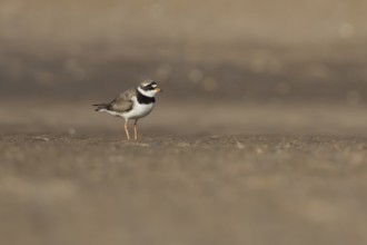 Ringed plover (Charadrius hiaticula) adult wader bird on a beach in summer, England, United Kingdom