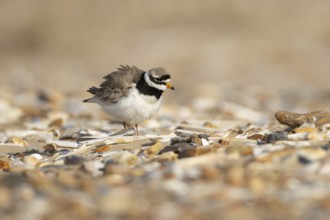 Ringed plover (Charadrius hiaticula) adult wader bird on a shingle beach in summer, England, United