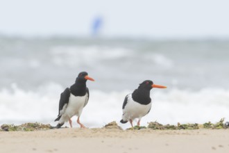 Euasian oystercatcher (Haematopus ostralegus) two adult wader birds on a beach in summer, England,