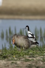 Pied avocet (Recurvirostra avosetta) adult wader bird calling on an island in a lagoon in summer,