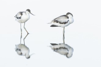 Pied avocet (Recurvirostra avosetta) two adult wader birds in water of a shallow lagoon in summer,