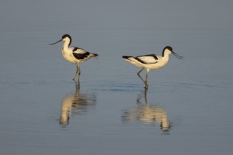 Pied avocet (Recurvirostra avosetta) two adult wader birds in a shallow lagoon in summer, England,