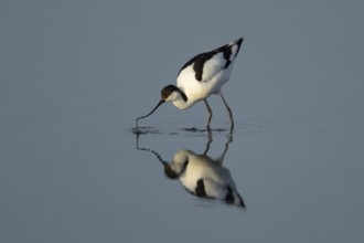 Pied avocet (Recurvirostra avosetta) adult wader bird feeding in water of a shallow lagoon in