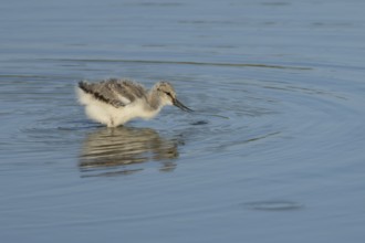 Pied avocet (Recurvirostra avosetta) juvenile wader baby bird feeding in a shallow lagoon in