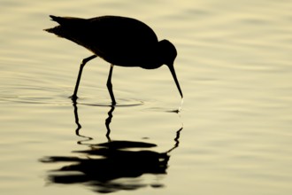Spotted redshank (Tringa erythropus) silhouette of an adult wader bird feeding in a shallow lagoon