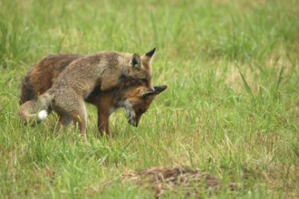 Red fox (Vulpes vulpes) male and weaned kitten, invitation to play on mown meadow in light rain,