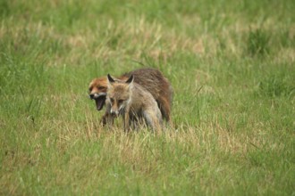 Red fox (Vulpes vulpes) male bites away weaned young, should finally become independent, mown