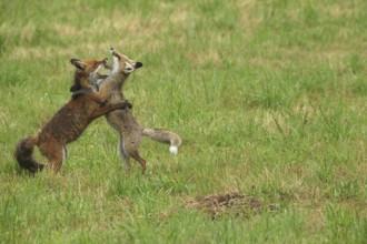 Red fox (Vulpes vulpes) male and weaned young playing on a mown meadow in light rain, Allgäu,