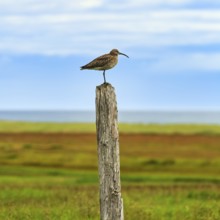 Whimbrel (Numenius phaeopus) on the lookout, birdwatching, Snæfellsnes Peninsula, Snaefellsnes,