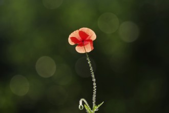 Poppy flower, backlight, Lans Flare, macro, beautiful, glow, red, hairy stem, North