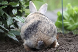 Domestic rabbit (Oryctolagus cuniculus domestica), rump, vegetable patch, funny, Germany, From