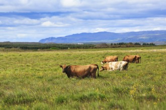 Cows, cattle in a meadow, grazing, Reykholt, Reykholtsdalur, Iceland