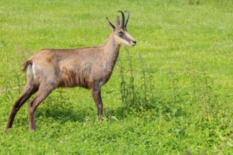 An adult chamois (Rupicapra rupicapra) stands in a green meadow on a sunny day.. Tyrol, Austria