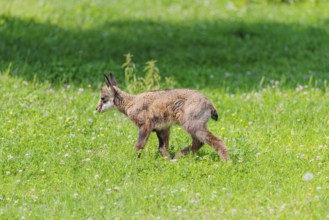 A young chamois (Rupicapra rupicapra) runs across a green meadow on a sunny day.. Tyrol, Austria