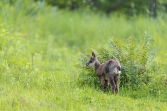 A young chamois (Rupicapra rupicapra) stands in the tall grass of a green meadow on a sunny day..