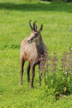 An adult chamois (Rupicapra rupicapra) stands in a green meadow on a sunny day.. Tyrol, Austria