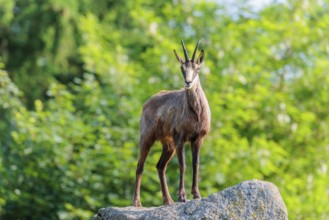 An adult female chamois (Rupicapra rupicapra) stands on a rock in beautiful light. A forest can be