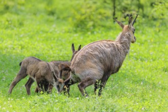 An adult female chamois (Rupicapra rupicapra) stands urinating on a green meadow. One of her two